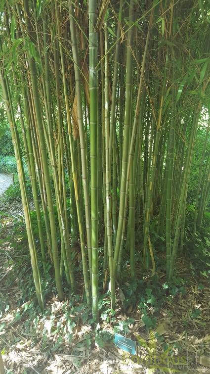 20200822 Phyllostachys Aurea 'Flavescens-Inversa' Anduze (6)
