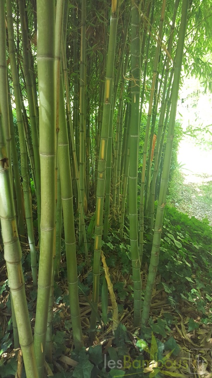 20200822 Phyllostachys Aurea 'Flavescens-Inversa' Anduze (7)