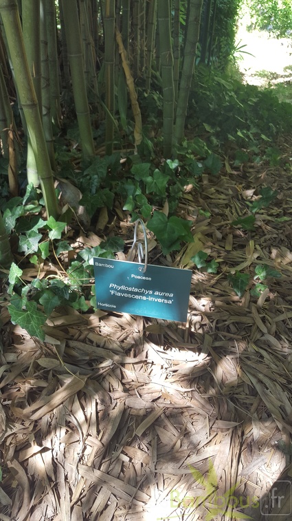 20200822 Phyllostachys Aurea 'Flavescens-Inversa' Anduze (8)