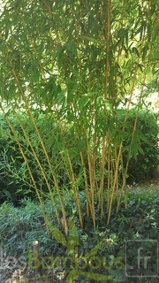 20200822 Phyllostachys Aurea 'Koi' Anduze (1)