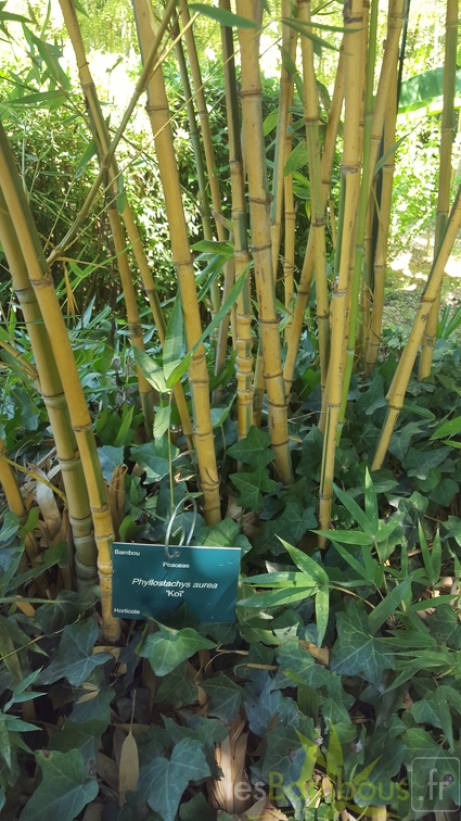 20200822 Phyllostachys Aurea 'Koi' Anduze (2)