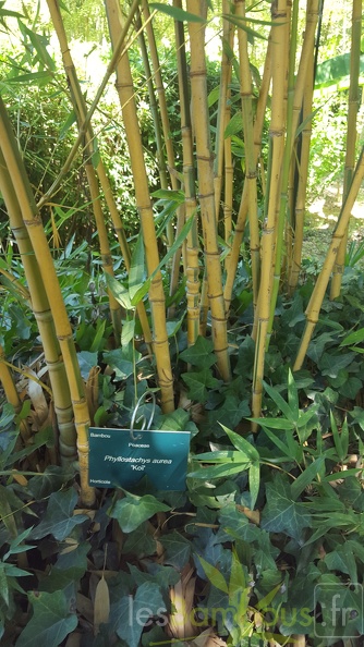 20200822 Phyllostachys Aurea 'Koi' Anduze (2)