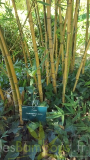 20200822 Phyllostachys Aurea 'Koi' Anduze (2)