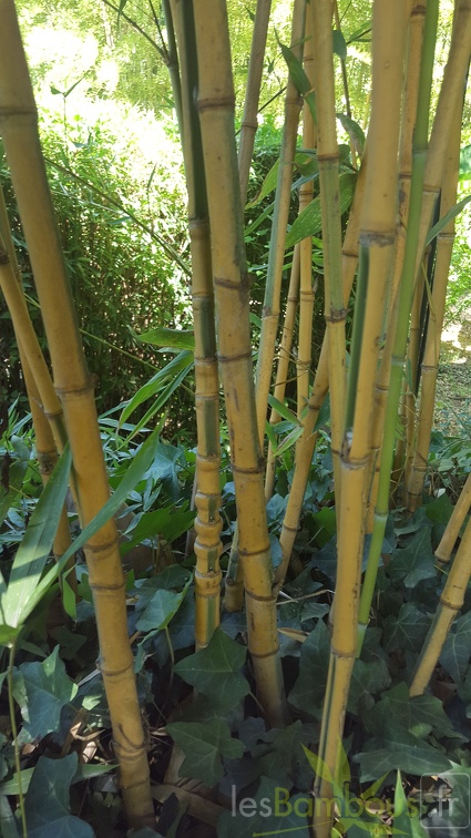 20200822 Phyllostachys Aurea 'Koi' Anduze (3)