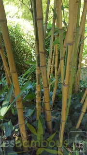 20200822 Phyllostachys Aurea 'Koi' Anduze (3)