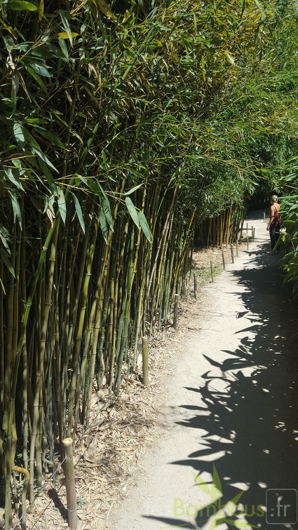 20200822 Phyllostachys Aureosulcata Anduze (2)