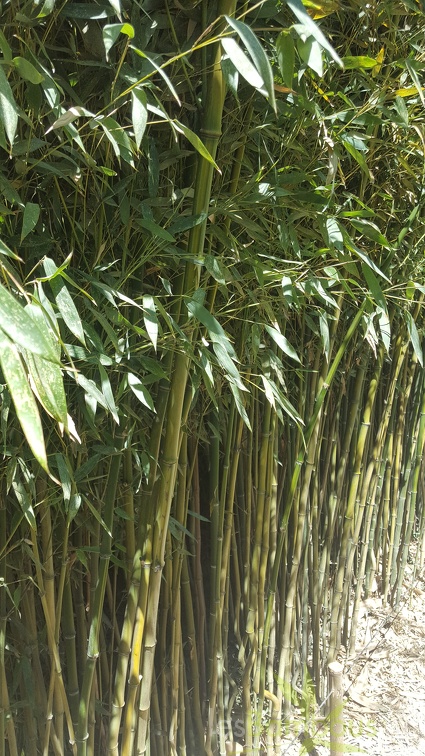 20200822 Phyllostachys Aureosulcata Anduze (3)