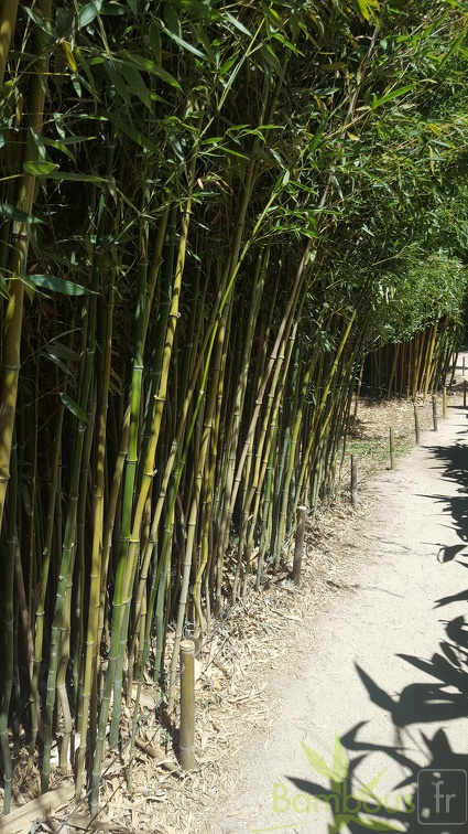 20200822 Phyllostachys Aureosulcata Anduze (4)
