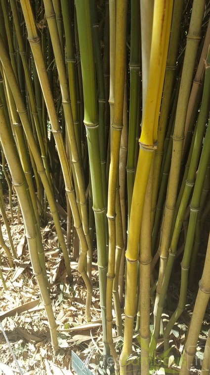 20200822 Phyllostachys Aureosulcata Anduze (5)