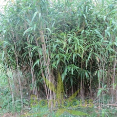 Pseudosasa Japonica