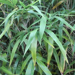 Japonica