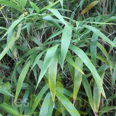Pseudosasa Japonica