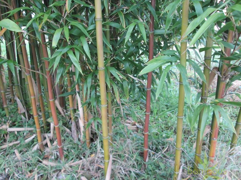 Semiarundinaria Fastuosa