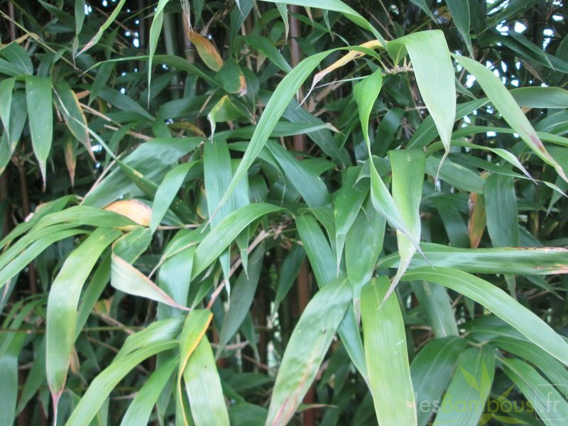 Semiarundinaria Fastuosa