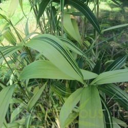 Japonica 'akebono suji'