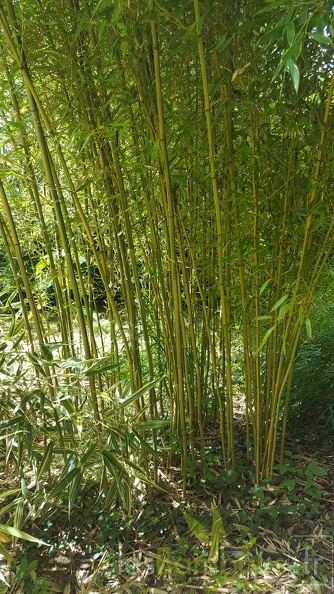 20200703 Phyllostachys aureosulcata 'Argus' 'Flavostriata' Planbuisson (1)