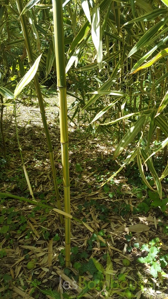 20200703 Phyllostachys aureosulcata 'Argus' 'Flavostriata' Planbuisson (2)