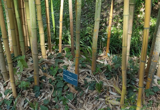 20200822 Phyllostachys Aureosulcata 'Aureocaulis' Anduze (4)