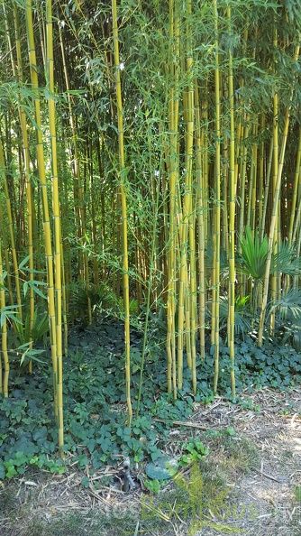 20200822 Phyllostachys Aureosulcata 'Spectabilis' Anduze (1)