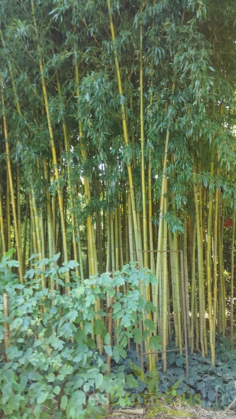 20200822 Phyllostachys Aureosulcata 'Spectabilis' Anduze (2)
