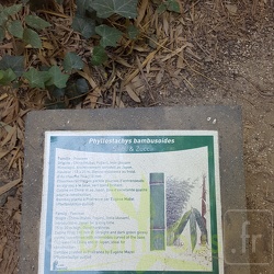 Phyllostachys