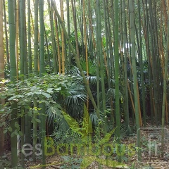20200822 Phyllostachys Bambusoides Anduze (3)