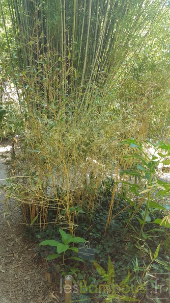 20200822 Phyllostachys Bambusoides Castillonis Anduze (1)