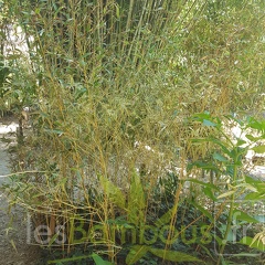 20200822 Phyllostachys Bambusoides Castillonis Anduze (1)