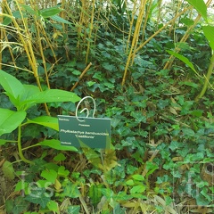 20200822 Phyllostachys Bambusoides Castillonis Anduze (2)