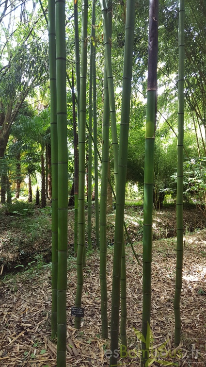 20200703 Phyllostachys Bambusoides 'Kawadana' Planbuisson (1)