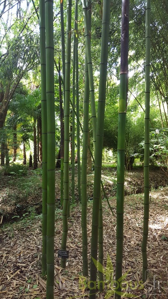 20200703 Phyllostachys Bambusoides 'Kawadana' Planbuisson (1)