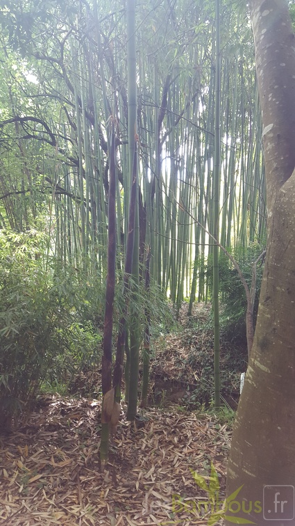 20200703 Phyllostachys Bambusoides 'Kawadana' Planbuisson (2)