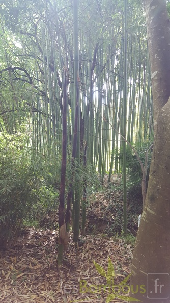 20200703 Phyllostachys Bambusoides 'Kawadana' Planbuisson (2)