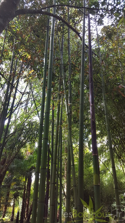 20200703 Phyllostachys Bambusoides 'Kawadana' Planbuisson (3)