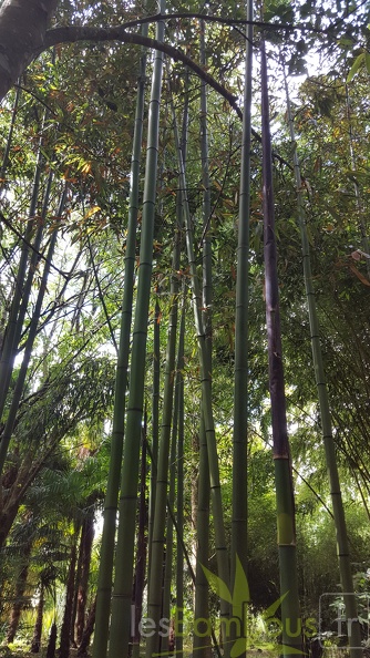 20200703 Phyllostachys Bambusoides 'Kawadana' Planbuisson (3)