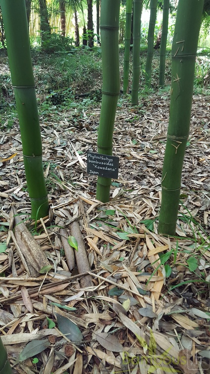 20200703 Phyllostachys Bambusoides 'Kawadana' Planbuisson (4)