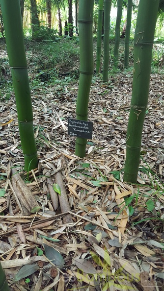 20200703 Phyllostachys Bambusoides 'Kawadana' Planbuisson (4)