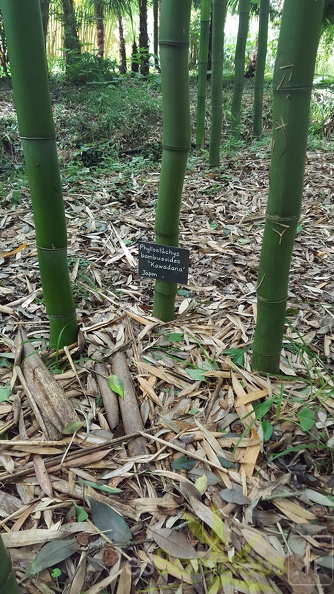 20200703 Phyllostachys Bambusoides 'Kawadana' Planbuisson (4).jpg