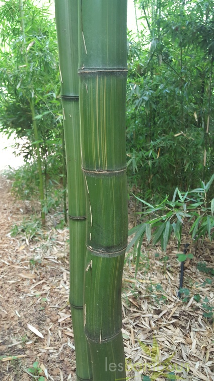 20200703 Phyllostachys Bambusoides 'Kawadana' Planbuisson (5)