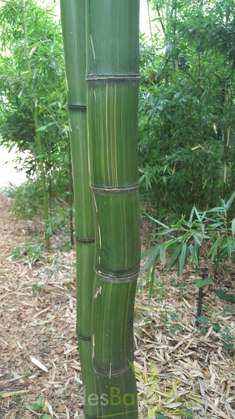 20200703 Phyllostachys Bambusoides 'Kawadana' Planbuisson (5)