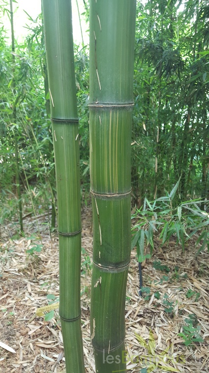 20200703 Phyllostachys Bambusoides 'Kawadana' Planbuisson (6)