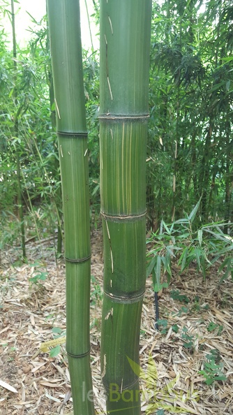 20200703 Phyllostachys Bambusoides 'Kawadana' Planbuisson (6)