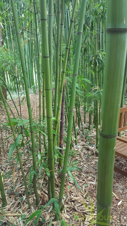 20200703 Phyllostachys Bambusoides 'Kawadana' Planbuisson (7)