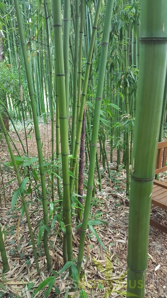20200703 Phyllostachys Bambusoides 'Kawadana' Planbuisson (7)