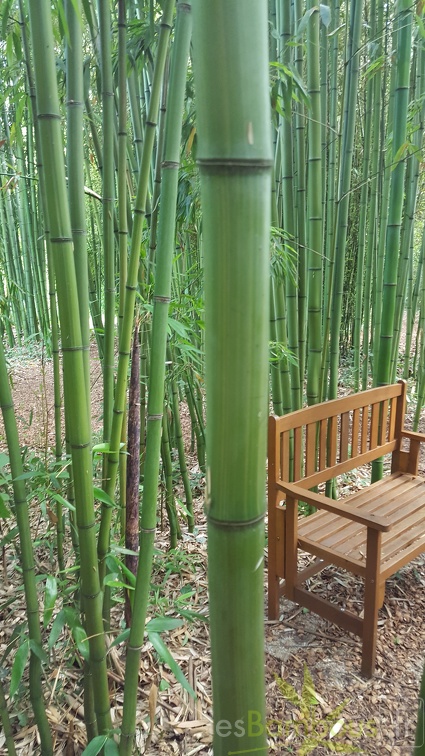 20200703 Phyllostachys Bambusoides 'Kawadana' Planbuisson (8)