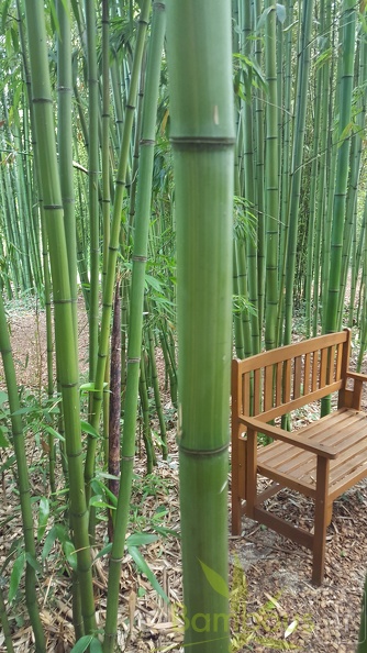 20200703 Phyllostachys Bambusoides 'Kawadana' Planbuisson (8)