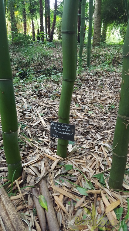 20200703 Phyllostachys Bambusoides 'Kawadana' Planbuisson (9)