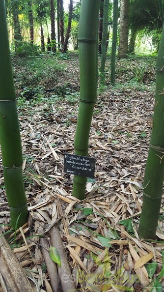 20200703 Phyllostachys Bambusoides 'Kawadana' Planbuisson (9)