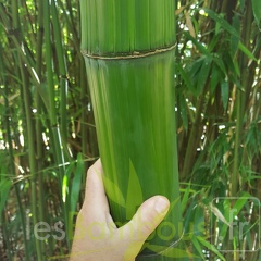 20200703 Phyllostachys Bambusoides 'Marliacea' Planbuisson (1)