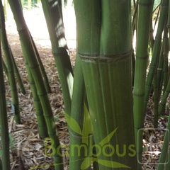 20200703 Phyllostachys Bambusoides 'Marliacea' Planbuisson (2)